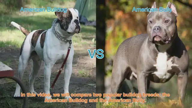 Video thumbnail for American Bulldog vs. American Bully: A Comparison of Popular Bulldog Breeds