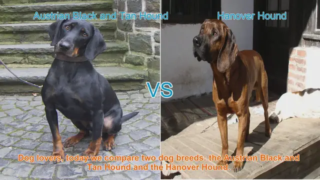Video thumbnail for Austrian Black and Tan Hound vs. Hanover Hound: A Comparison