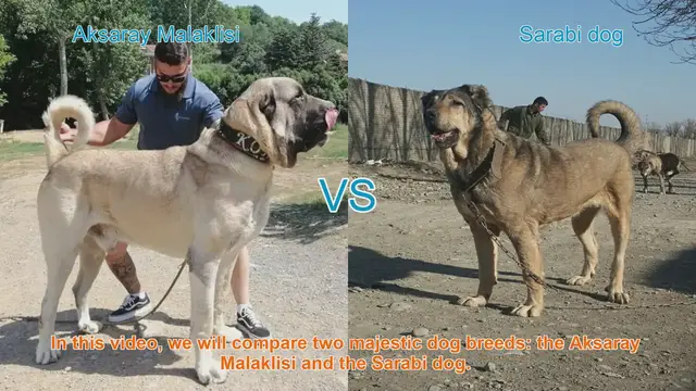 Video thumbnail for Aksaray Malaklisi vs. Sarabi Dog: A Comparison of Majestic Breeds