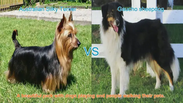 Video thumbnail for Comparing Australian Silky Terrier and Gaucho Sheepdog: Breeds Unveiled