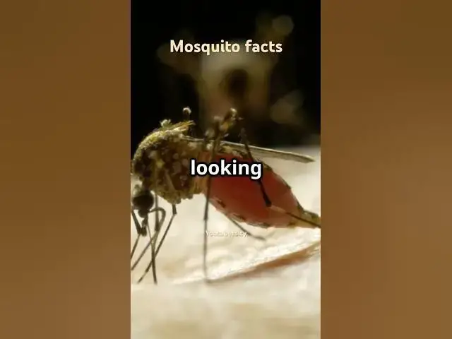 'Video thumbnail for Facts about mosquito you should know #ScienceFacts #FunFacts #Nature #Bugs'