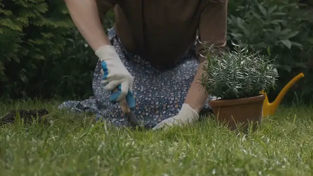 Video thumbnail for How to Grow Lobelia in Your Garden