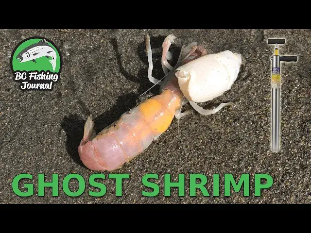 'Video thumbnail for How to Catch & Rig GHOST SHRIMP (Sand Shrimp)'