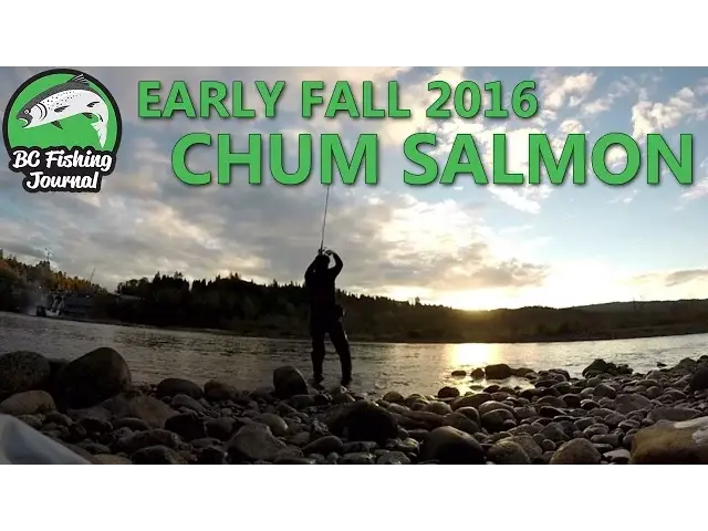 'Video thumbnail for Fall Chum Salmon and the Pike Minnow Beats & Derby'