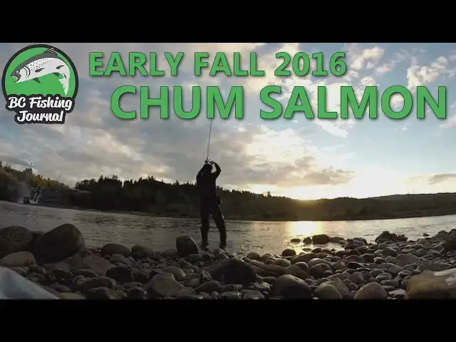 Video thumbnail for Fall Chum Salmon and the Pike Minnow Beats & Derby