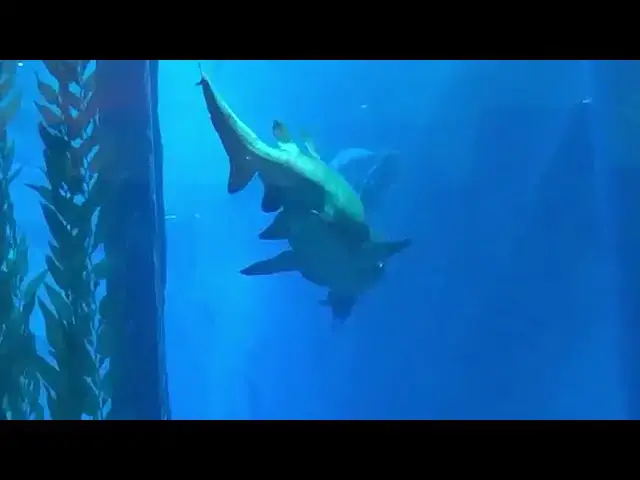 Video thumbnail for Dubai mall - Burj Khalifa huge aquarium - shot by iPhone X