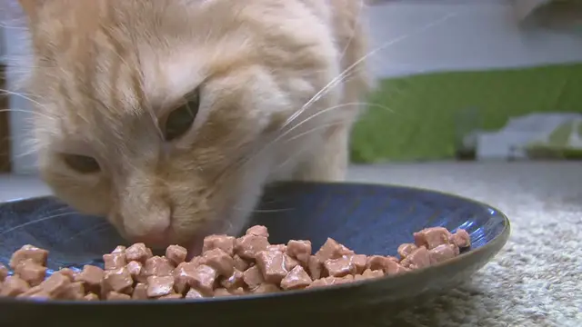 Video thumbnail for How to Set Up Auto-Ship for Your Pet Supplies on Chewy