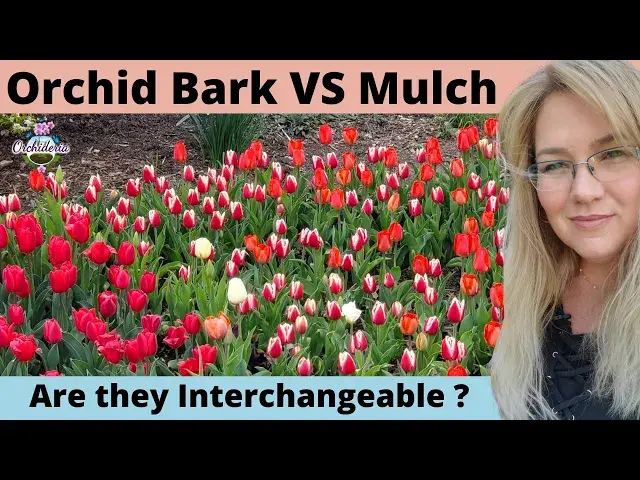 'Video thumbnail for Orchid Bark VS Mulch (Are They Interchangeable?)'