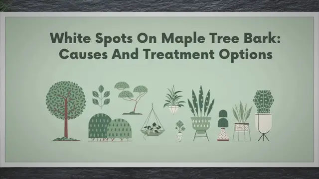 Video thumbnail for White Spots On Maple Tree Bark: Causes And Treatment Options | SARPO