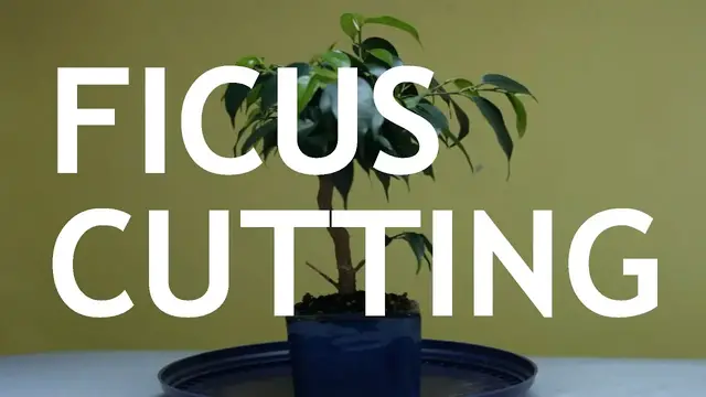 'Video thumbnail for Ficus Cutting Bonsai, 1'