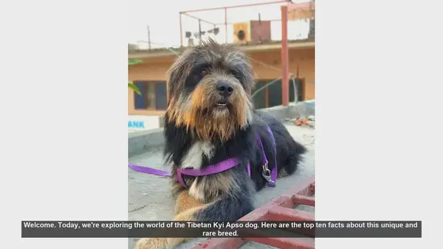 Video thumbnail for Top 10 Fascinating Facts About the Tibetan Kyi Apso Dog
