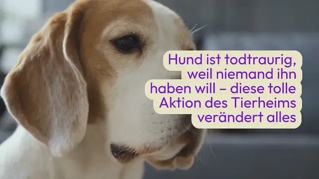 Video thumbnail for Hund ist todtraurig, weil niemand ihn haben will – diese tolle Aktion des Tierheims verändert alles