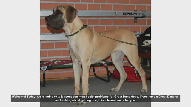 Video thumbnail for Common Health Problems in Great Danes: What Every Owner Should Know