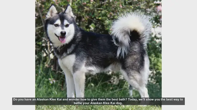 Video thumbnail for How to Bathe Your Alaskan Klee Kai: Step-by-Step Guide