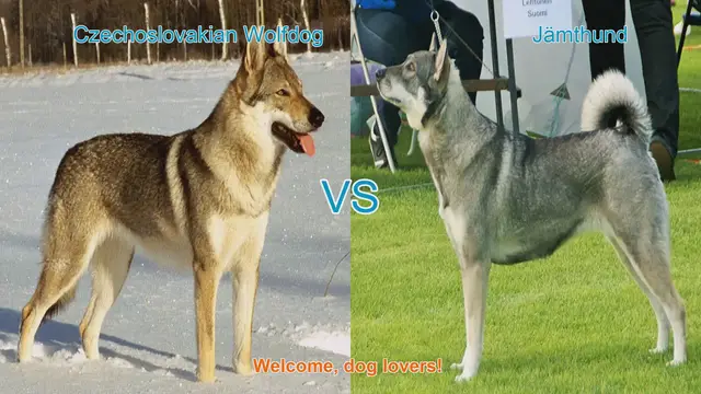 Video thumbnail for Czechoslovakian Wolfdog vs. Jämthund: A Breed Comparison