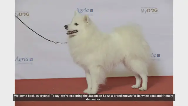Video thumbnail for Japanese Spitz: Pros and Cons of Owning This Charming Breed