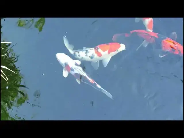 Video thumbnail for Optimizing pH Levels for Healthy Koi Fish Growth