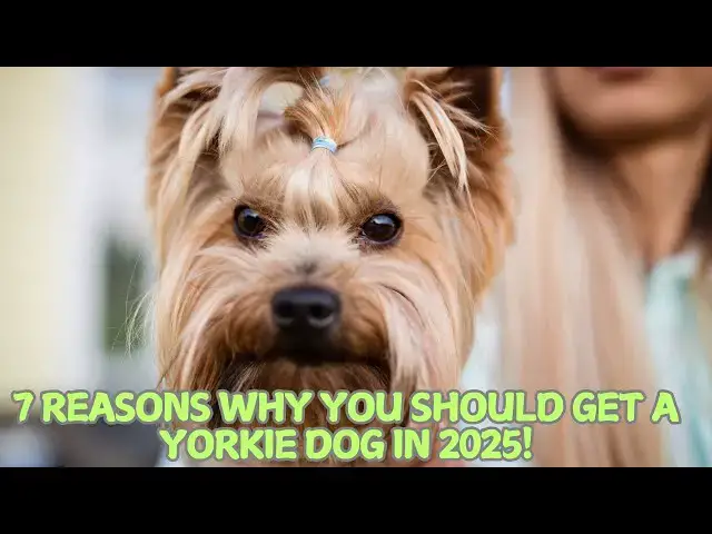 Video thumbnail for 7 Reasons Why You Should Get a Yorkie Dog in 2025! 🐶✨