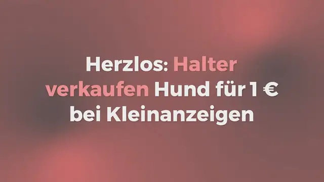 Video thumbnail for Herzlos: Halter verkaufen Hund für 1 € bei Kleinanzeigen – sie wollten in den Urlaub