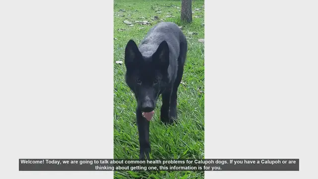 Video thumbnail for Common Health Problems in Calupoh Dogs: What You Need to Know