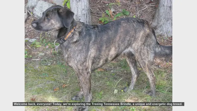 Video thumbnail for Treeing Tennessee Brindle: Pros and Cons of This Energetic Breed
