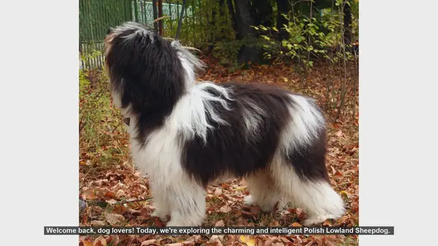 Video thumbnail for Top 10 Facts About the Polish Lowland Sheepdog