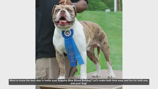 Video thumbnail for How to Bathe Your Alapaha Blue Blood Bulldog: Easy and Fun Tips!