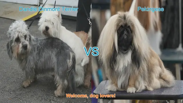 Video thumbnail for Dandie Dinmont Terrier vs. Pekingese: A Comparison of Two Charming Dog Breeds