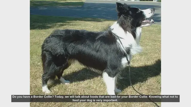 Video thumbnail for Foods to Avoid Feeding Your Border Collie