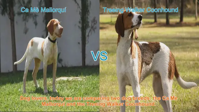 Video thumbnail for Ca Mè Mallorquí vs. Treeing Walker Coonhound: A Breed Comparison