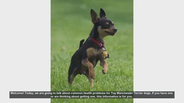 Video thumbnail for Common Health Problems in Toy Manchester Terriers: What You Need to Know