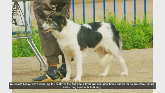 Video thumbnail for Aidi Dog Health: Common Diseases and How to Manage Them