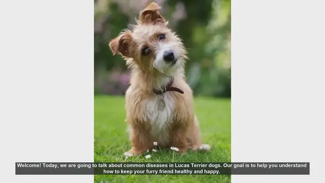Video thumbnail for Common Health Issues in Lucas Terrier Dogs: Tips for a Healthy Life