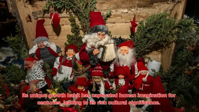 Video thumbnail for What Are The Origins Of The Tradition Of Hanging Mistletoe?