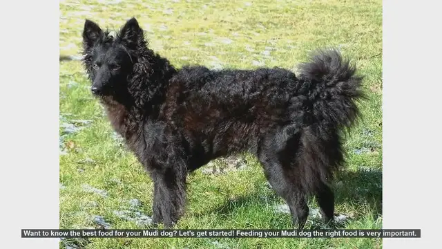 Video thumbnail for Best Food Choices for Your Mudi Dog: A Complete Guide