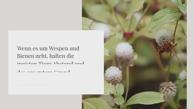 Video thumbnail for Furchtloser Wespenbussard in Aktion: Diese Fotos zeigen seine atemberaubenden Essgewohnheiten