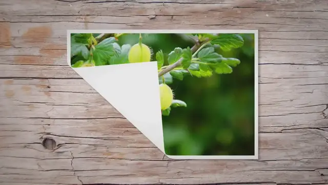 'Video thumbnail for The Humble and Elusive Gooseberry: A Buying Guide'