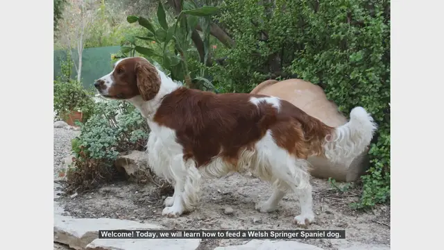 Video thumbnail for How to Feed Your Welsh Springer Spaniel: A Complete Guide