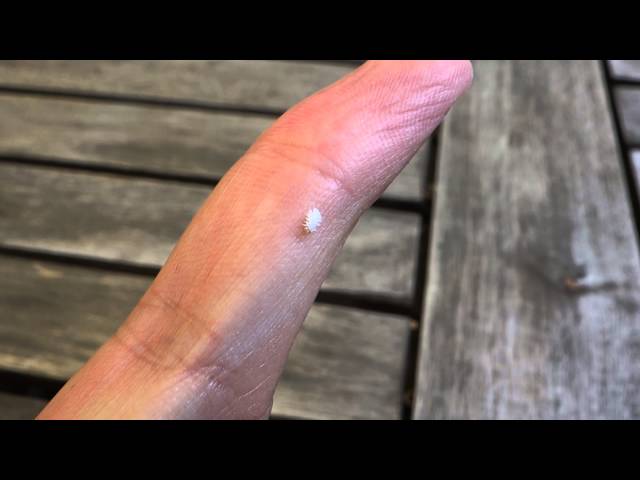 Video thumbnail for Drôle de bestiole