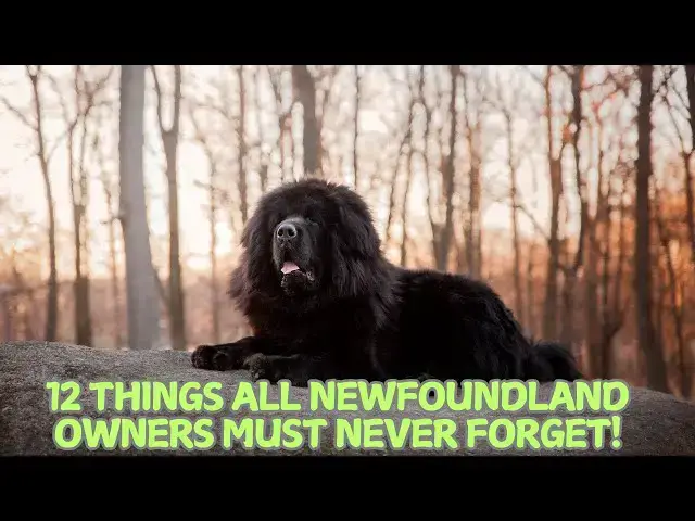Video thumbnail for 12 Things All Newfoundland Owners Must Never Forget! 🐕🌊