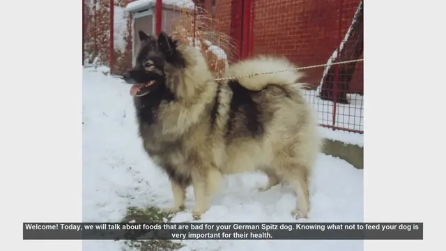 Video thumbnail for Foods to Avoid Feeding Your German Spitz