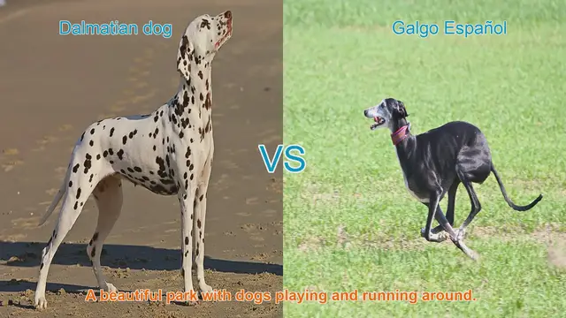 Video thumbnail for Dalmatian vs. Galgo Español: A Comparison of Elegant Long-Leg Dog Breeds