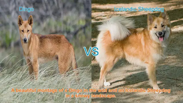 Video thumbnail for Exploring the Dingo and Icelandic Sheepdog: A Breed Comparison