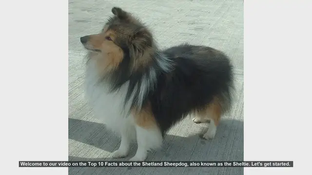 Video thumbnail for Top 10 Fascinating Facts About Shetland Sheepdogs (Shelties)