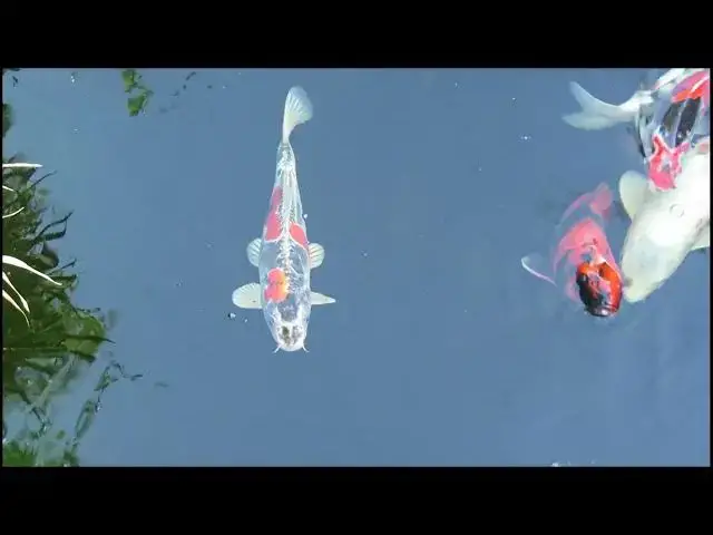 Video thumbnail for Feeding Koi Fish Balancing Nutrition for Different Growth Rates