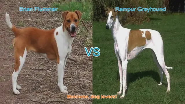 Video thumbnail for Dog Breed Showdown: Brian Plummer Terrier vs. Rampur Greyhound
