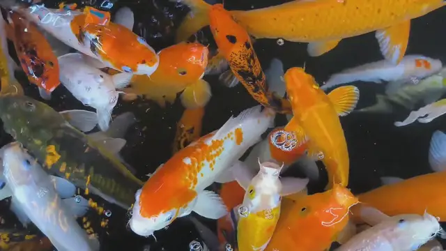 Video thumbnail for Efficient Koi Feeding: Reduce Waste and Keep Your Pond Healthy