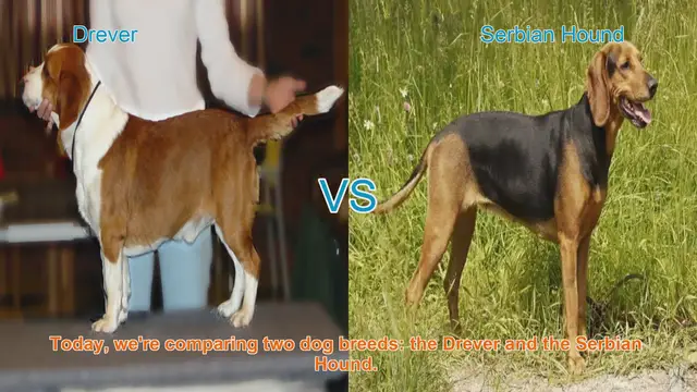 Video thumbnail for Drever vs. Serbian Hound: A Comprehensive Comparison