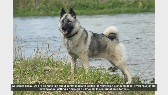 Video thumbnail for Common Health Issues in Norwegian Elkhound Dogs