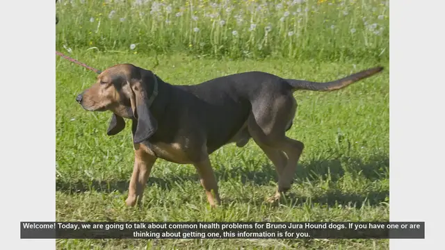 Video thumbnail for Common Health Problems in Bruno Jura Hound Dogs
